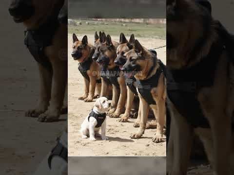 Watch Out World, This Puppy Just Joined the Force!
