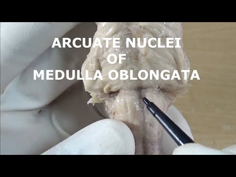 ARCUATE NUCLEI