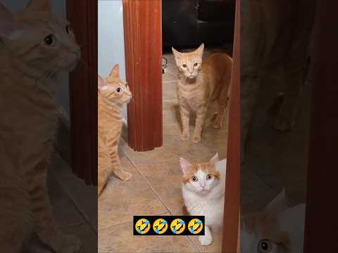 Cat ka reaction 🐈 😱#         💯🤣😱Reels#reelsviral#shorts# entairment #comedy#funny#jokes