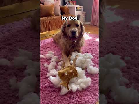 My friends dog vs my dog #funnyanimls #funnyvideo #pets #funnyanimlas #dog #dogsoftiktok #funnydog