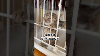 ミルク飲んでねむねむ｜PECO