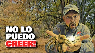 El TESORO de la TARÁNTULA! Regresamos 5 Años Después y Nos Sorprendimos de lo que Encontramos!