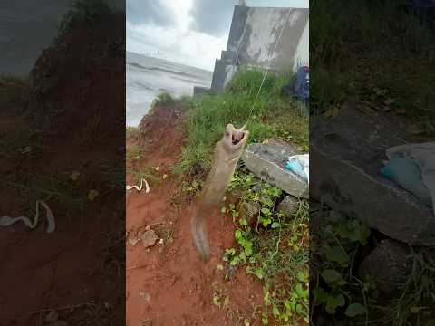 പാവപ്പെട്ട ഭയങ്കരൻ #keralafishing #shorts