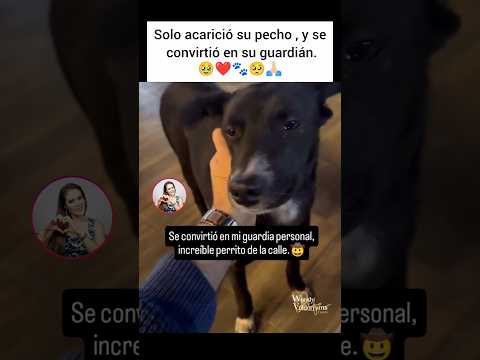 🥹💔 Son tan agradecidos y fieles.🐾🥺#amor #love #pets #doglover #perros #god #dios #dog #dogshorts
