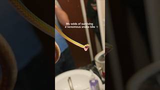 My odds of surviving a venomous snake bite are not good. #reptiles #venomoussnakes #pets