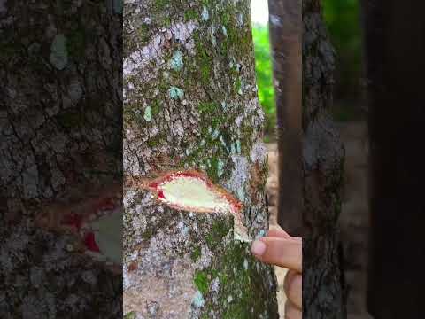 #malaysia #পাম_বাগান