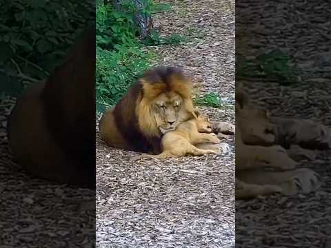 Мой папа самый лучший! #shorts #lions #львы #львята