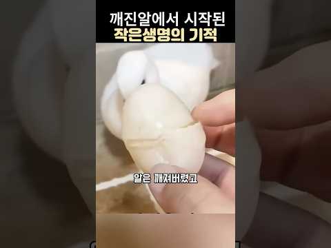 깨진알에서 시작된 생명의기적#오리알부화#귀여운아기오리