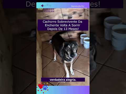 Cachorro Sobrevivente Da Enchente Volta A Sorrir Depois De 13 Meses!