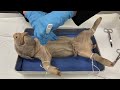 Fetal Pig Dissection Procedures