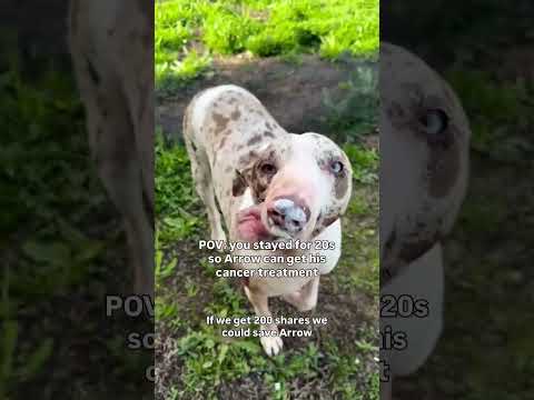 From Previous Video for Arrow🐶 Since No One Donated Before To Save Arrow💔 Please Donate Little Help🙏