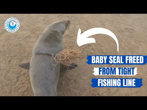 Baby Seal Freed from Tight Fishing Line