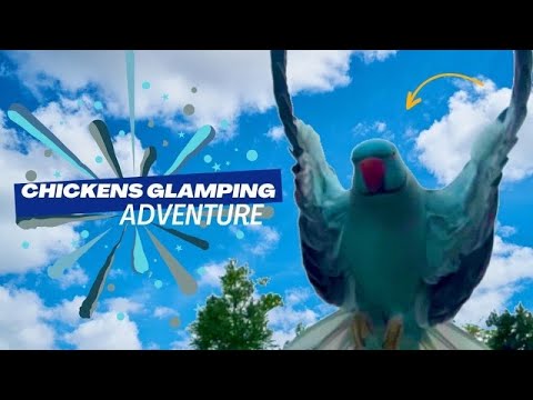 Hurricane Lee & Glamping With Kiwi The Parrot