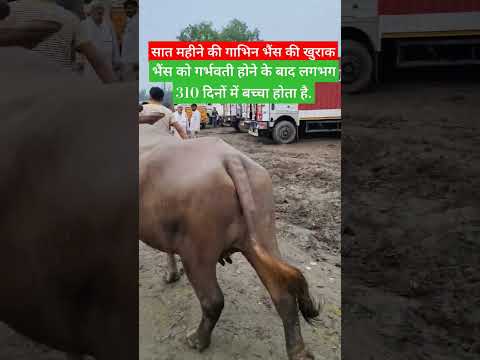बाईपास के पास मुजफ्फरनगर में लगता है पशु बाजार || buffalo price of this bag is 46000.