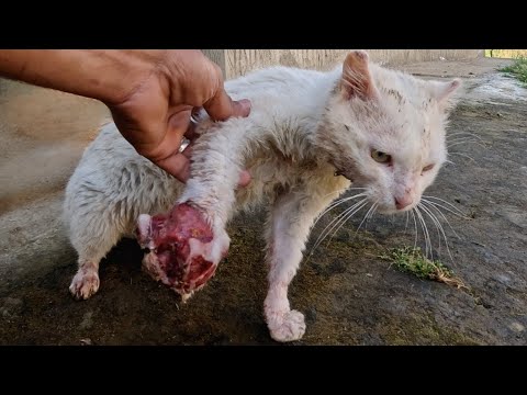 Trying to save a cat with an almost amputated leg | He fell for his savior.