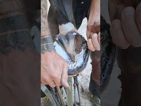 Satisfying Hoof Trimming #shorts #hooftrimming #satisfying #hoofcare #horseshoeing #thefarrierlife