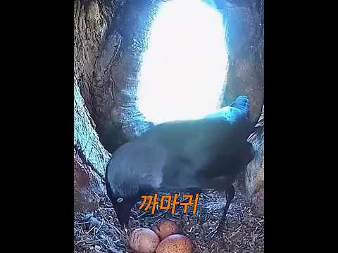 까마귀는 독수리 알을 먹는다