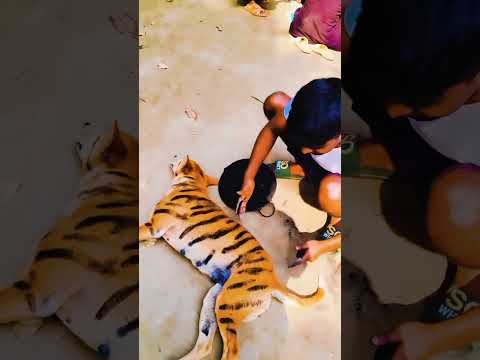 The dog was turned into a tiger 🐅