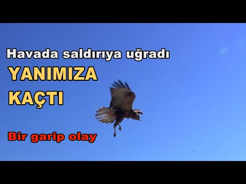 Gökyüzünde gergin anlar/DİĞER ŞAHİNLER SALDIRINCA BİZE SIĞINDI