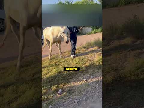 Прощание С Другом🐎🕊️🙏