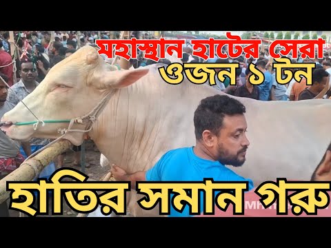 আজকের কোরবানির হাট,,, বগুড়া। ভিডিওটিতে অবশ্যই লাইক, সাবস্ক্রাইব এবং শেয়ার করে পাশে থাকবেন