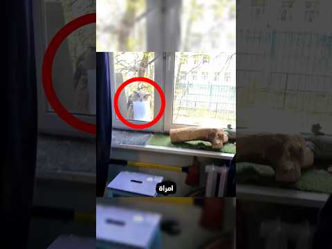 البومة توصل رسالة للسيدة ولن تصدق ما هي!⭕😮