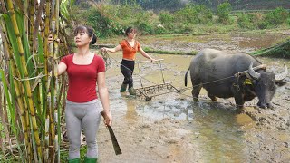 TIMELAPSE--240 Days Drag Net To Harvest Many Fish, Process Smoked Fish, Rice Cultivation