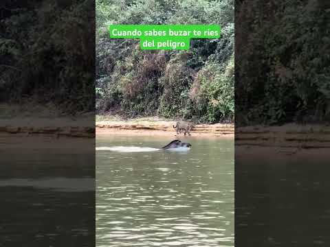 El Tapir más inteligente que conozco.