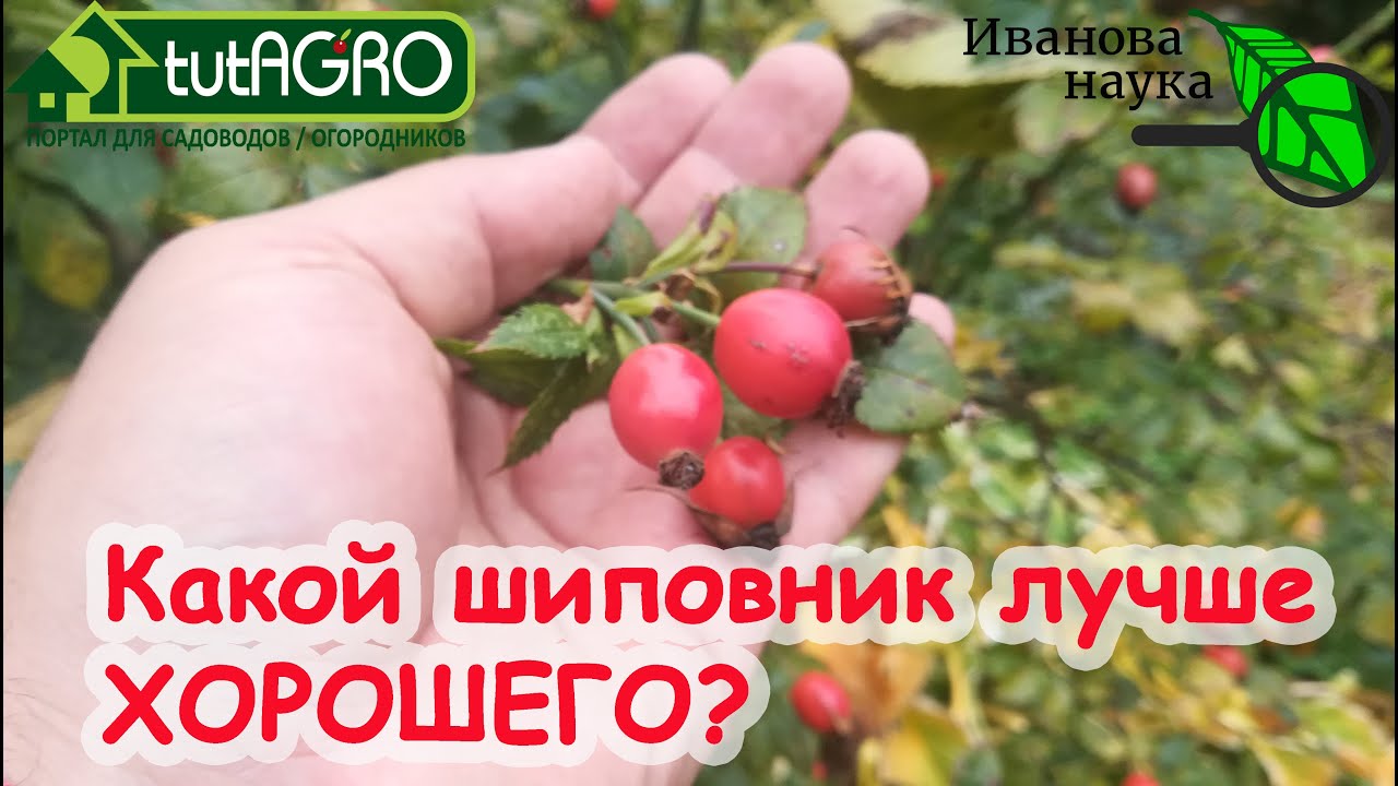 Все внимание на. Торчуны! Как выбрать полезный шиповник? Шиповник - кладезь пользы и здоровья!