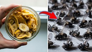Kill Flies Overnight Without Using Pesticides!