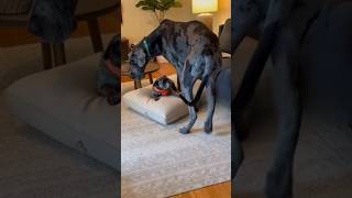 Giant Dog, Tiny Brain! 😂 Dane Sits on Frenchie's Cushion! #Shorts