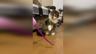 Funny Niki playing