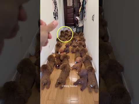 Naughty Dog Surprises His Owner😊