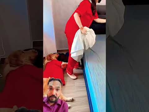 My pet so cute โค๏ธ๐ฆฎ#pets #shorts #dogs
