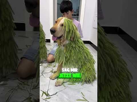 Junge gab seinem Hund ein neues Aussehen