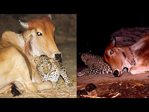 يزور الفهد هذه البقرة كل ليلة.. بعد ايام قرر صاحبها ان يتبعهما ليكتشف.......!!