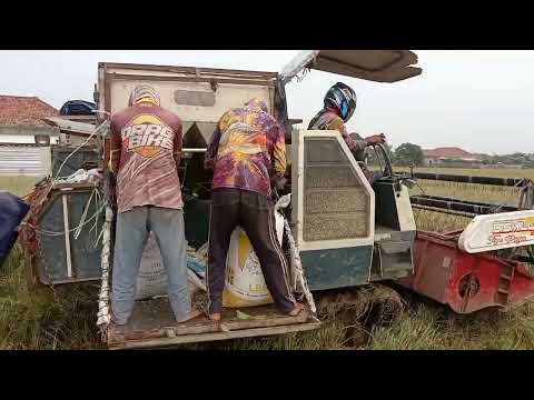 Review PANEN PADI KURANG BAGUS DI CILAMAYA SUBANG