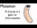 Bacterial Growth and Mutation Concepts