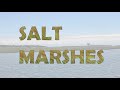Salt Marsh Ecosystems and Functions