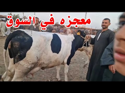 دي معجزه والله انا مشفتش كدا في حياتي ابدا في اسواق المواشي