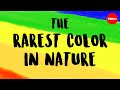 Understanding Colors in Nature