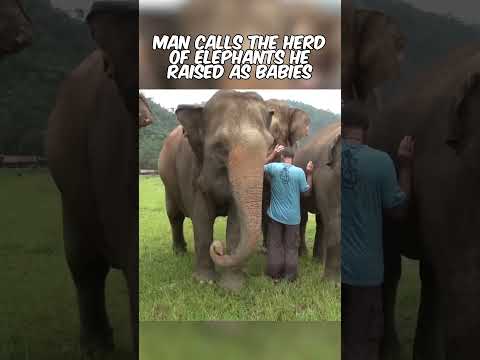 Animals Reunited With Owners After Years 😭