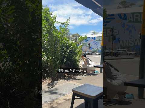 호주 시드니 카페에서 처음 보고 놀랐던 것