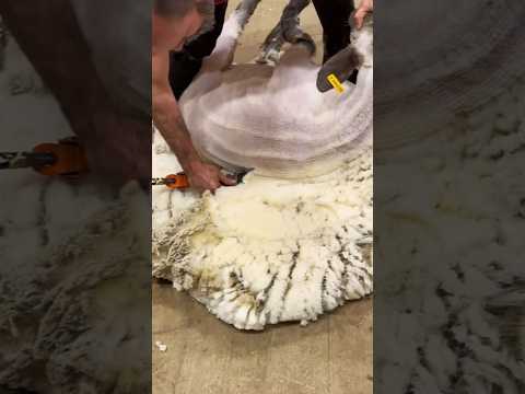 Satisfying shearing ?