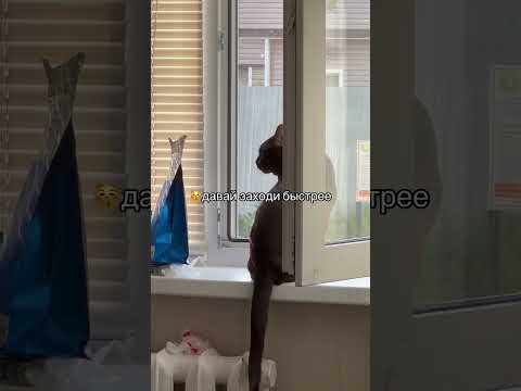 Встречать обнимать целовать 😻 #чокобурма #кот #котик #бурманскийкот