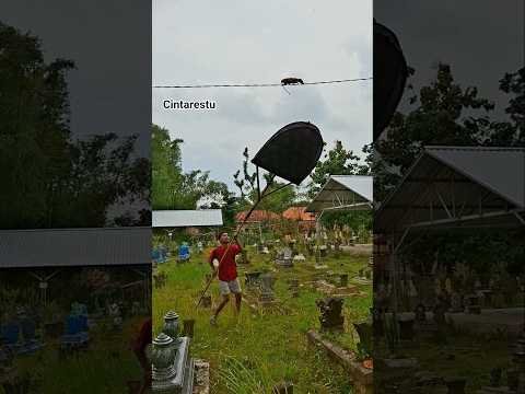 civet walking on wires #shortvideo #animal #viral #nature