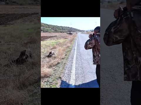 лучший выстрел при охоте на кабана.#wildboar #hunting #caccia #chase #cinghiale