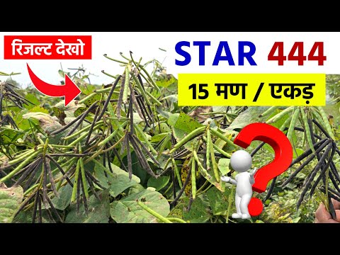 मूंग वैरायटी STAR 444 का रिजल्ट देखो | 15 मण प्रति एकड़ की उम्मीद | Moong Ki Kheti Kaise Kare