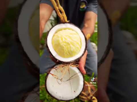 Sprouted Coconut ASMR 🔊