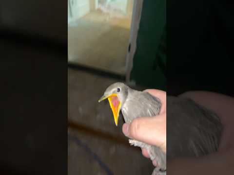 Birds ain’t real #funny #viral #birds